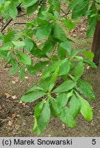 Franklinia alatamaha (franklinia amerykańska)