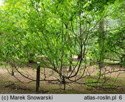 Franklinia alatamaha (franklinia amerykańska)