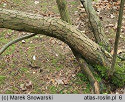 Franklinia alatamaha (franklinia amerykańska)