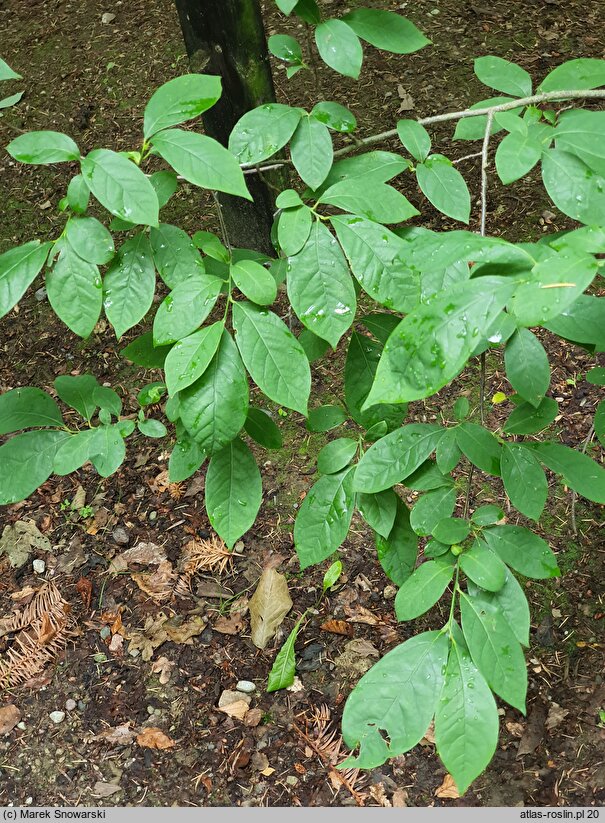 Lindera benzoin (lindera zwyczajna)