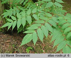 Dipteronia sinensis (dwuskrzydlak chiński )