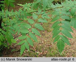 Dipteronia sinensis (dwuskrzydlak chiński )