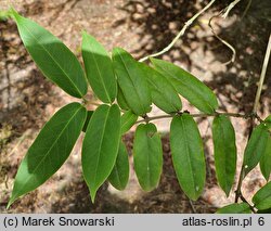 Lonicera henryi (wiciokrzew Henry'ego)