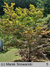 Acer japonicum Vitifolium