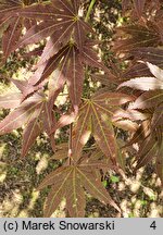 Acer japonicum Vitifolium