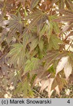 Acer japonicum Vitifolium