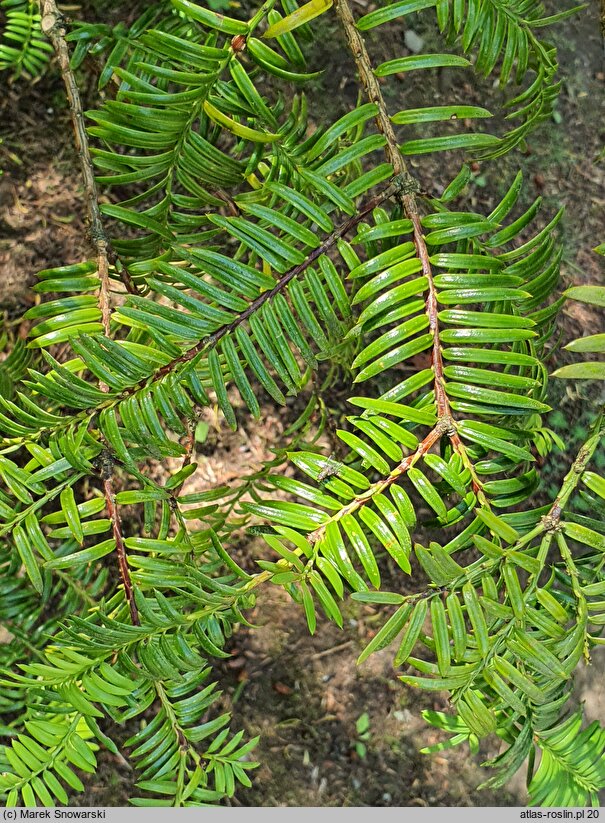 Torreya nucifera (czwórczak orzechowy)