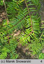 Torreya nucifera (czwórczak orzechowy)