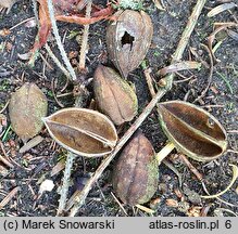 Torreya nucifera (czwórczak orzechowy)