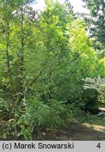 Torreya nucifera (czwórczak orzechowy)