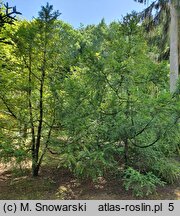 Torreya nucifera (czwórczak orzechowy)