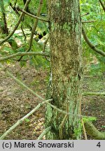 Torreya nucifera (czwórczak orzechowy)