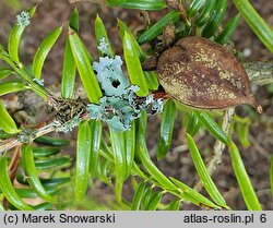 Torreya nucifera (czwórczak orzechowy)