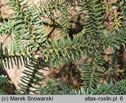 Abies pinsapo (jodła hiszpańska)