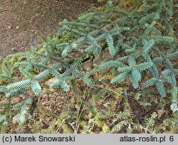 Abies pinsapo (jodła hiszpańska)