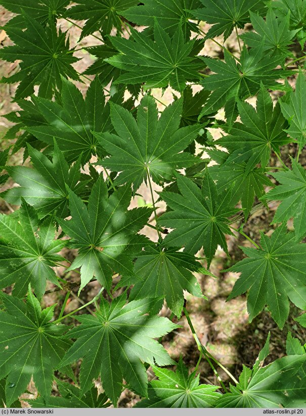 Acer shirasawanum (klon Shirasawy)