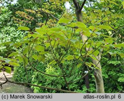 Acer caudatifolium