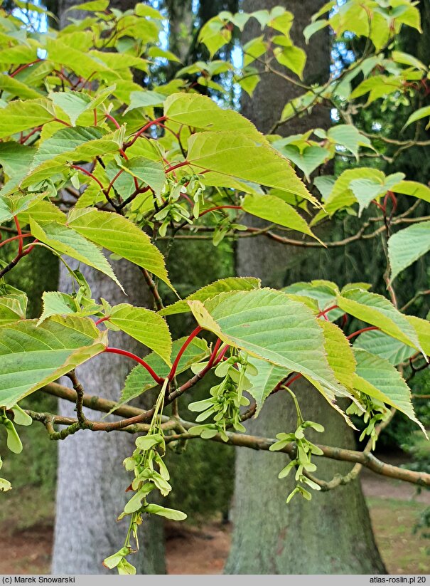 Acer caudatifolium