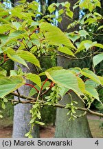 Acer caudatifolium