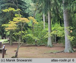 Acer caudatifolium