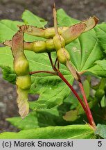 Acer circinatum (klon okrągłolisty)