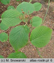 Viburnum alnifolium (kalina olcholistna)