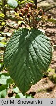 Viburnum alnifolium (kalina olcholistna)