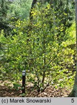 Viburnum alnifolium (kalina olcholistna)