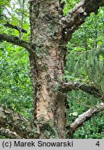 Betula davurica (brzoza dahurska)