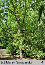 Betula davurica (brzoza dahurska)