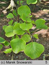 Actinidia chinensis var. chinensis (aktinidia chińska)