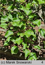 Actinidia chinensis var. chinensis (aktinidia chińska)