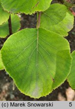 Actinidia chinensis var. chinensis (aktinidia chińska)