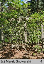 Actinidia chinensis var. chinensis (aktinidia chińska)