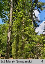 Actinidia chinensis var. chinensis (aktinidia chińska)