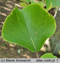 Actinidia chinensis var. chinensis (aktinidia chińska)