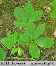 Magnolia cylindrica (magnolia walcowata)