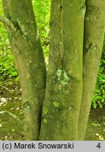 Magnolia cylindrica (magnolia walcowata)