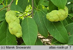 Magnolia cylindrica (magnolia walcowata)