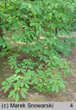 Magnolia cylindrica (magnolia walcowata)