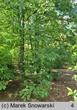 Magnolia cylindrica (magnolia walcowata)