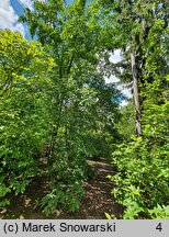 Magnolia cylindrica (magnolia walcowata)