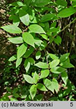 Calycanthus fertilis (kielichowiec plenny)