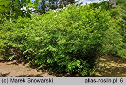 Calycanthus fertilis (kielichowiec plenny)