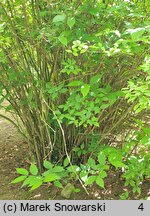 Calycanthus fertilis (kielichowiec plenny)