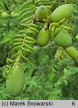 Torreya californica (czwórczak kalifornijski)