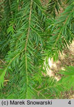 Torreya californica (czwórczak kalifornijski)