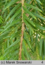 Torreya californica (czwórczak kalifornijski)