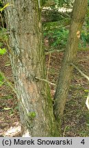 Torreya californica (czwórczak kalifornijski)