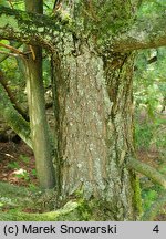 Torreya californica (czwórczak kalifornijski)